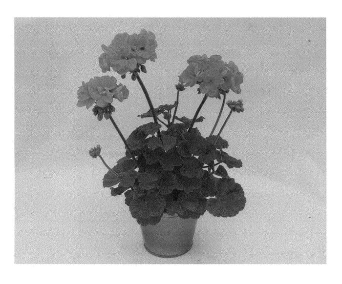 Figure 1 of US plant patent PP28846, the photograph of KLEPZ15395 printed in the patent.