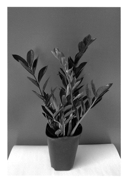 Figure 1 of US plant patent PP28847, the photograph of Dark Zamicro printed in the patent.