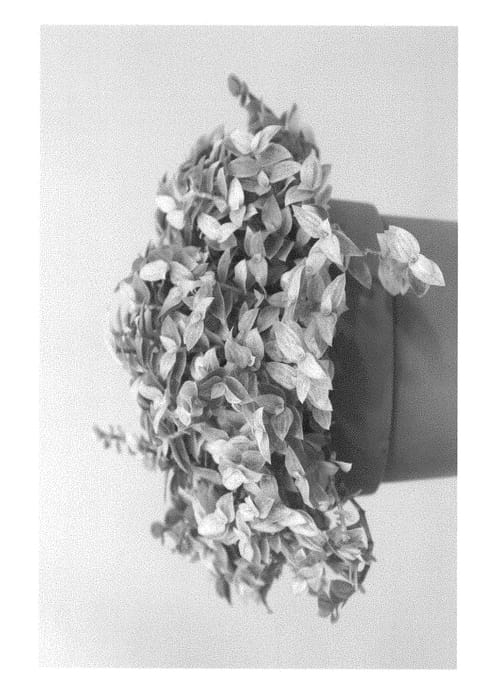 Figure 1 of US plant patent PP28848, the photograph of Rosato printed in the patent.