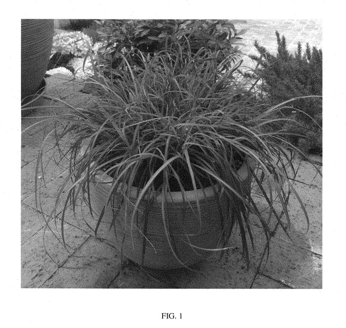 Figure 1 of US plant patent PP28849, the photograph of Little Miss printed in the patent.