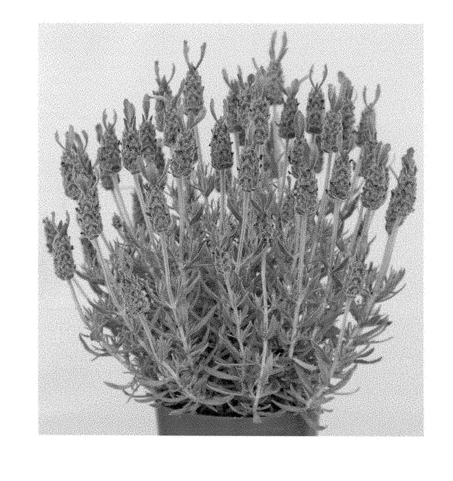 Figure 1 of US plant patent PP28850, the photograph of Anouk Deluxe 173 printed in the patent.