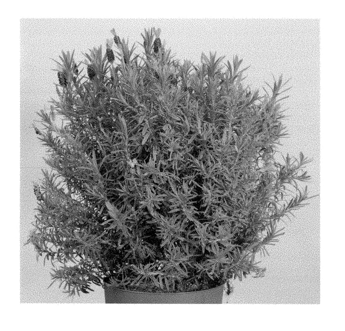 Figure 1 of US plant patent PP28851, the photograph of Anouk Deluxe 169 printed in the patent.