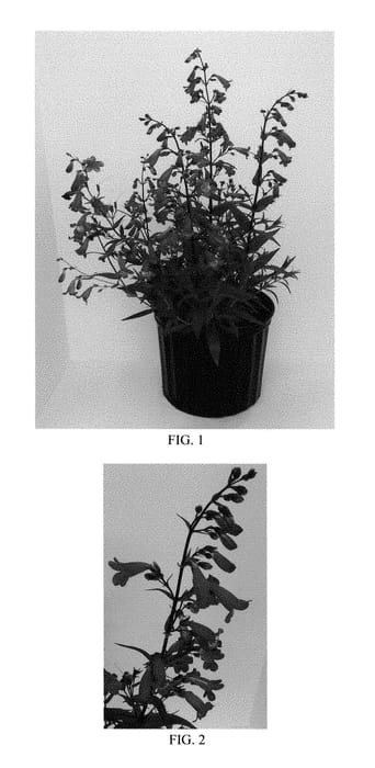 Figure 1 of US plant patent PP28852, the photograph of Balmibepro printed in the patent.