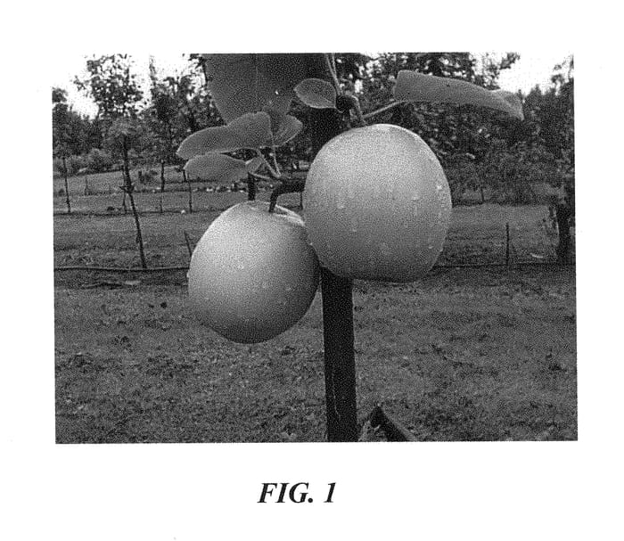 Figure 1 of US plant patent PP28853, the photograph of PremP003 printed in the patent.