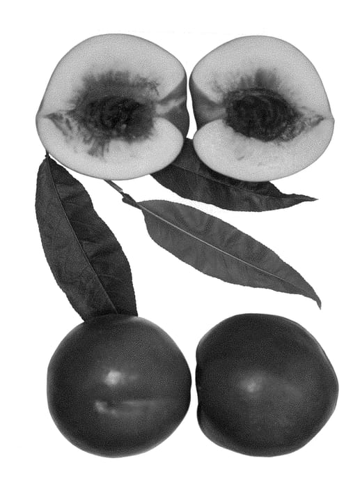 Figure 1 of US plant patent PP28854, the photograph of Arctic Zee printed in the patent.