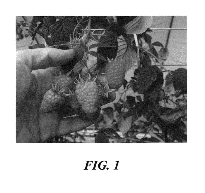 Figure 1 of US plant patent PP28855, the photograph of SAN RAFAEL printed in the patent.