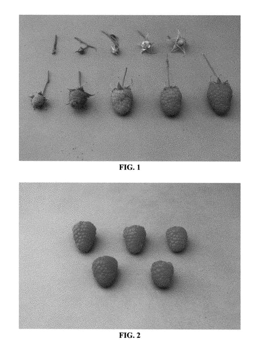 Figure 1 of US plant patent PP28856, the photograph of DrisRaspNine printed in the patent.