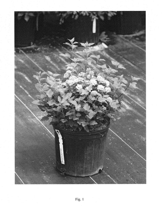 Figure 1 of US plant patent PP28857, the photograph of SMNPOTWG printed in the patent.