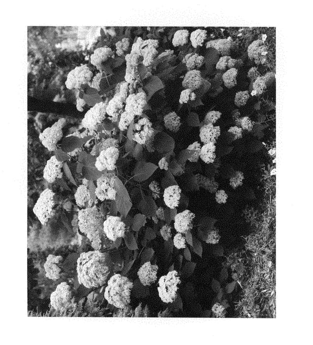 Figure 1 of US plant patent PP28858, the photograph of SMNHALR printed in the patent.