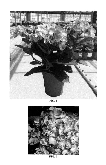 Figure 1 of US plant patent PP28859, the photograph of SK5BUHIME printed in the patent.