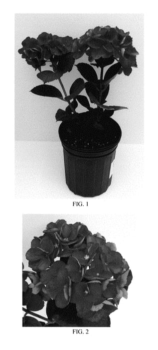 Figure 1 of US plant patent PP28860, the photograph of SK2DAMA printed in the patent.