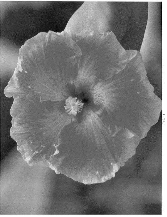 Figure 1 of US plant patent PP28861, the photograph of DUP-CMIP printed in the patent.