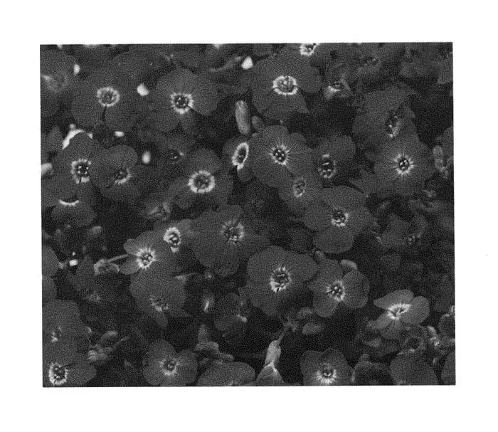 Figure 1 of US plant patent PP28862, the photograph of ABRZ0005 printed in the patent.