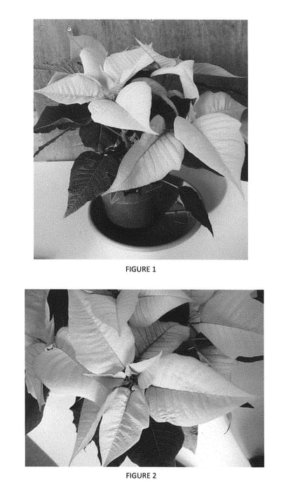 Figure 1 of US plant patent PP28863, the photograph of EURZ0002 printed in the patent.