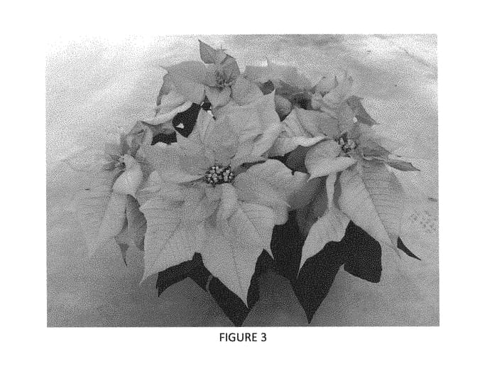 Figure 2 of US plant patent PP28864, the photograph of EURZ0001 printed in the patent.
