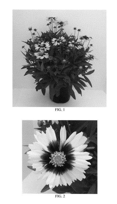 Figure 1 of US plant patent PP28865, the photograph of Baluptowed printed in the patent.