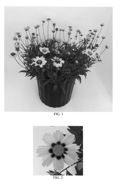 Figure 1 of US plant patent PP28866, the photograph of Balupteamed printed in the patent.