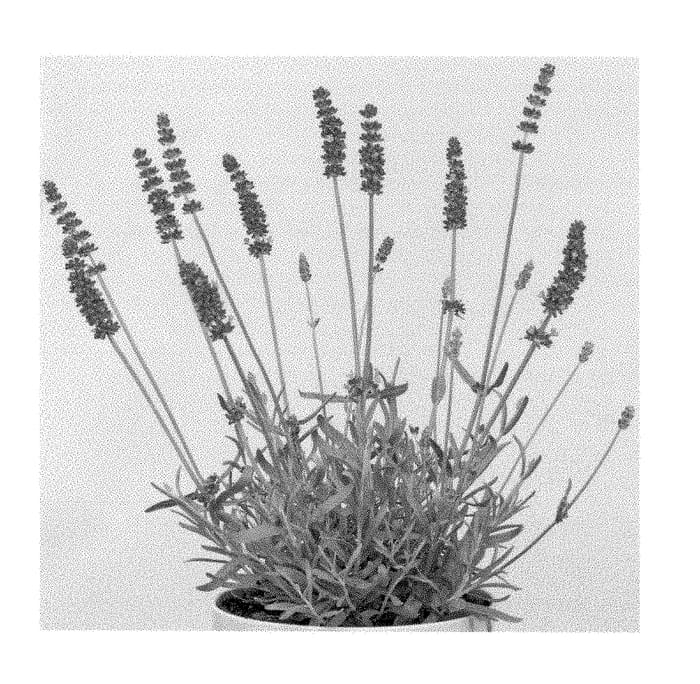 Figure 1 of US plant patent PP28867, the photograph of Annet printed in the patent.