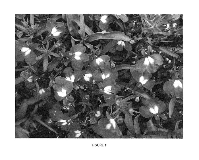 Figure 1 of US plant patent PP28868, the photograph of LOBZ0011 printed in the patent.