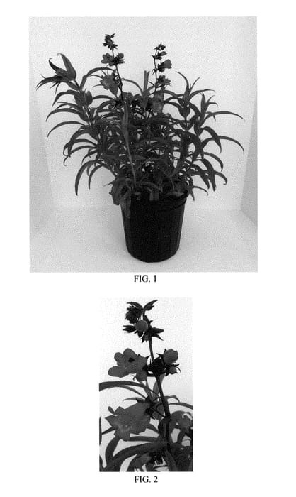Figure 1 of US plant patent PP28869, the photograph of Cherry Sparks printed in the patent.