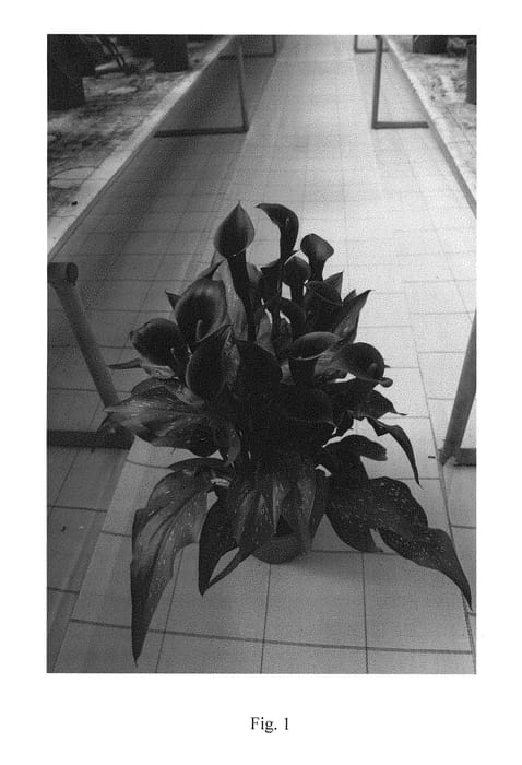 Figure 1 of US plant patent PP28870, the photograph of Montevideo printed in the patent.