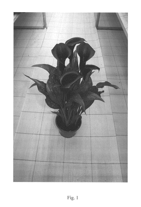 Figure 1 of US plant patent PP28871, the photograph of Black Hero printed in the patent.