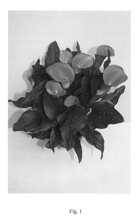 Figure 1 of US plant patent PP28872, the photograph of Havana printed in the patent.