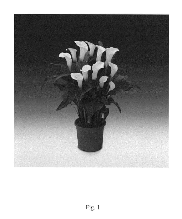 Figure 1 of US plant patent PP28873, the photograph of Helvetia printed in the patent.
