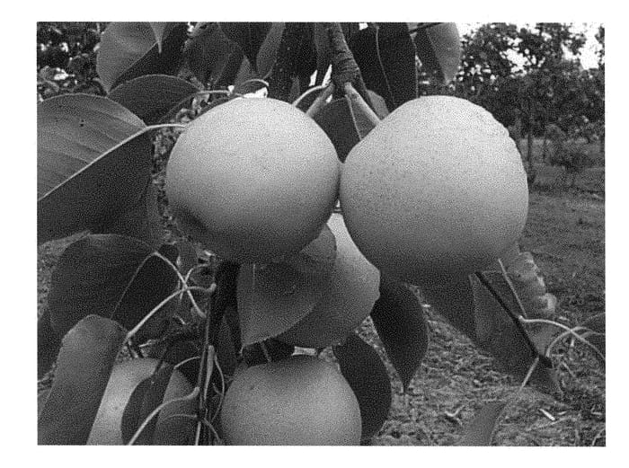 Figure 1 of US plant patent PP28874, the photograph of PremP027 printed in the patent.