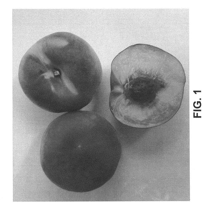 Figure 1 of US plant patent PP28875, the photograph of Burpeachforty printed in the patent.