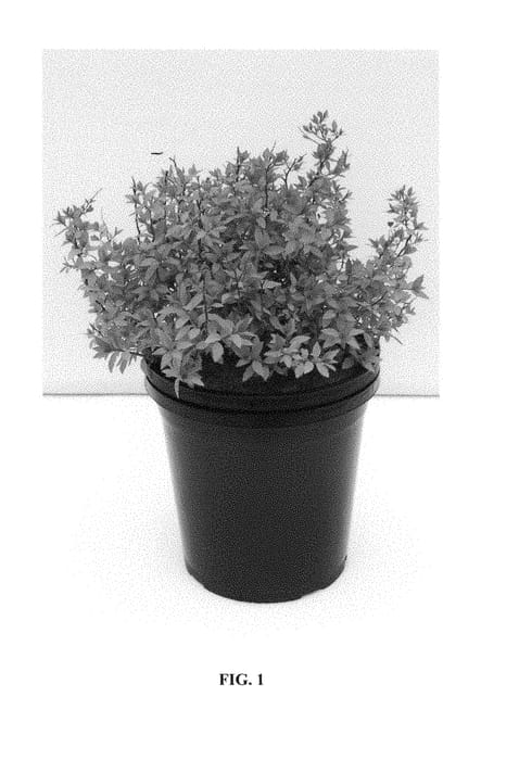 Figure 1 of US plant patent PP28876, the photograph of Matgold printed in the patent.