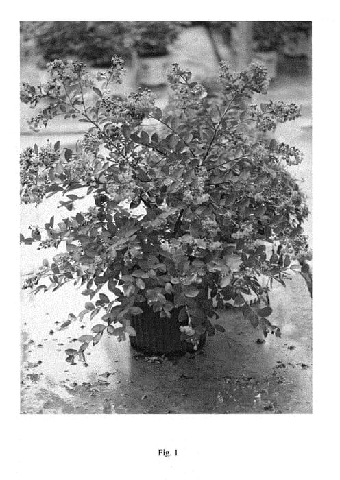 Figure 1 of US plant patent PP28877, the photograph of SMLIPINK102 printed in the patent.