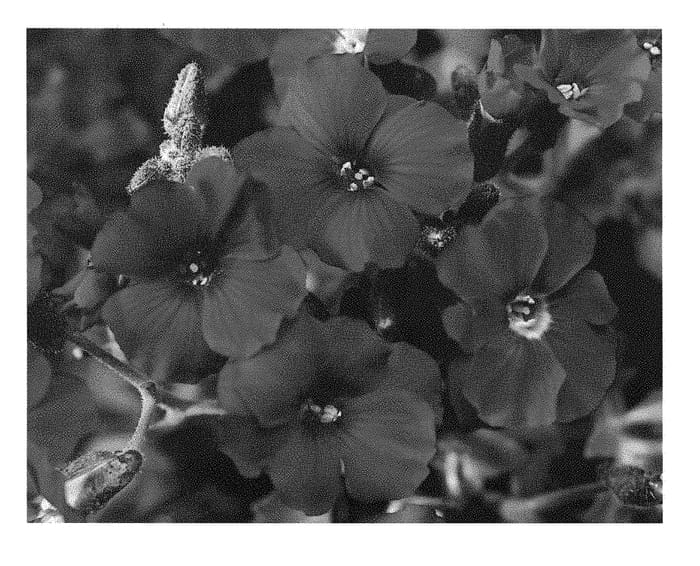 Figure 1 of US plant patent PP28878, the photograph of ABRZ0004 printed in the patent.