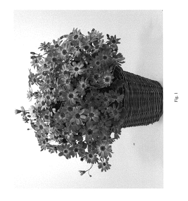 Figure 1 of US plant patent PP28879, the photograph of DPRIMDENIM printed in the patent.