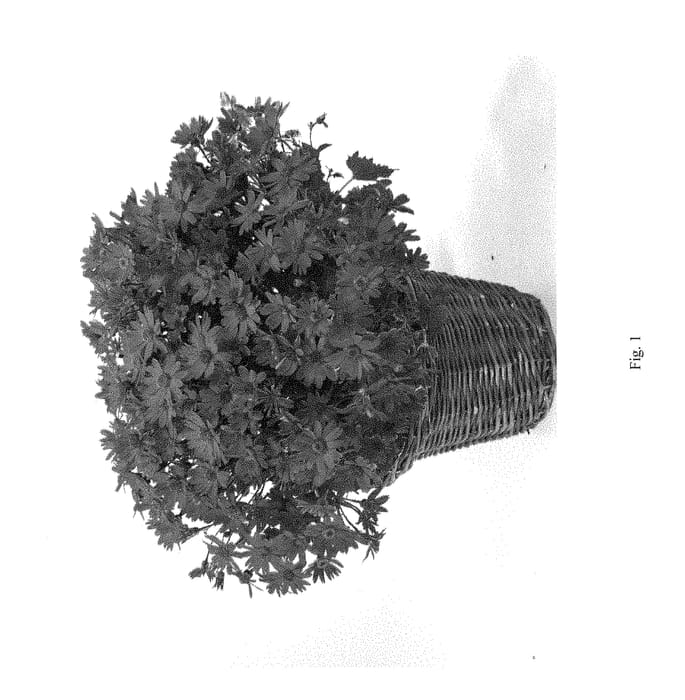 Figure 1 of US plant patent PP28880, the photograph of DPRIMFUCHS printed in the patent.