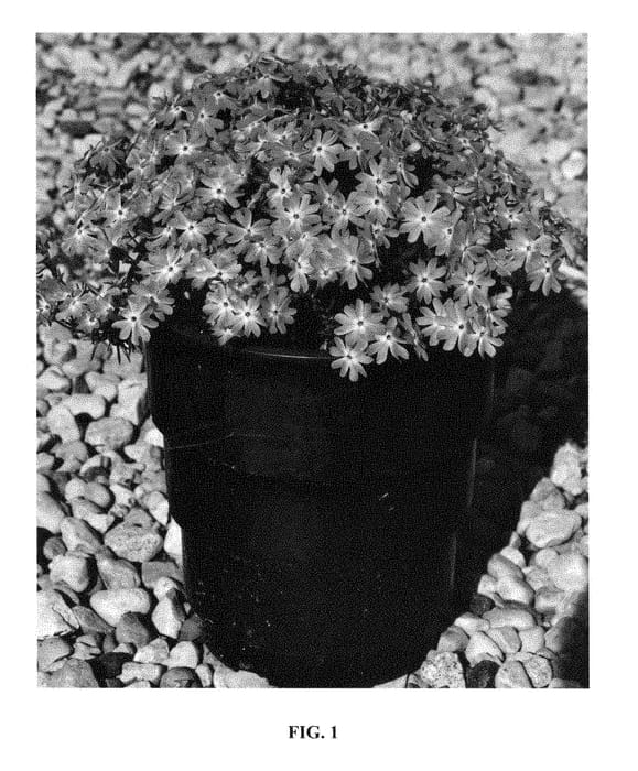 Figure 1 of US plant patent PP28881, the photograph of Pink Parasol printed in the patent.