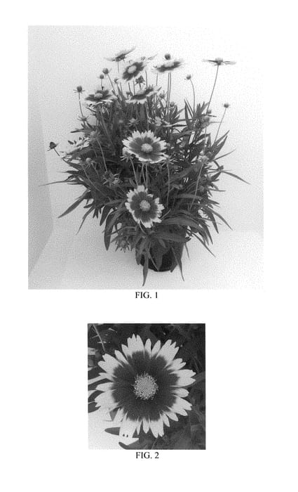 Figure 1 of US plant patent PP28882, the photograph of Baluptgonz printed in the patent.