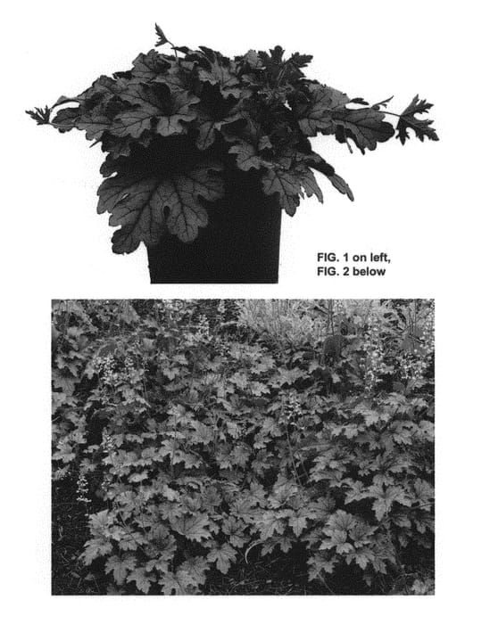 Figure 1 of US plant patent PP28883, the photograph of Plum Cascade printed in the patent.