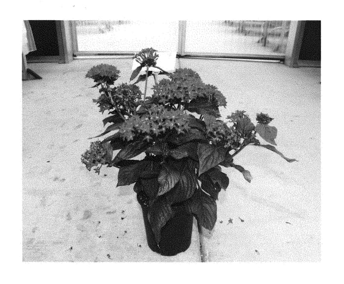 Figure 1 of US plant patent PP28884, the photograph of PEZZ0005 printed in the patent.