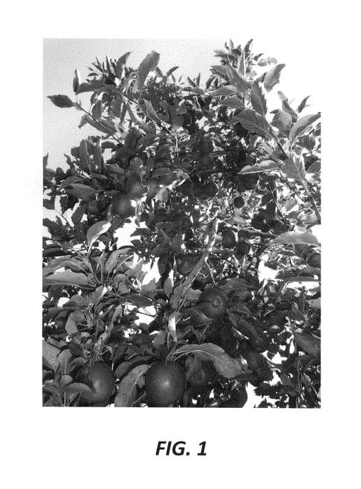 Figure 1 of US plant patent PP28885, the photograph of Galafab printed in the patent.
