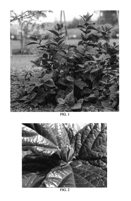 Figure 1 of US plant patent PP28886, the photograph of Burgundy Spice printed in the patent.