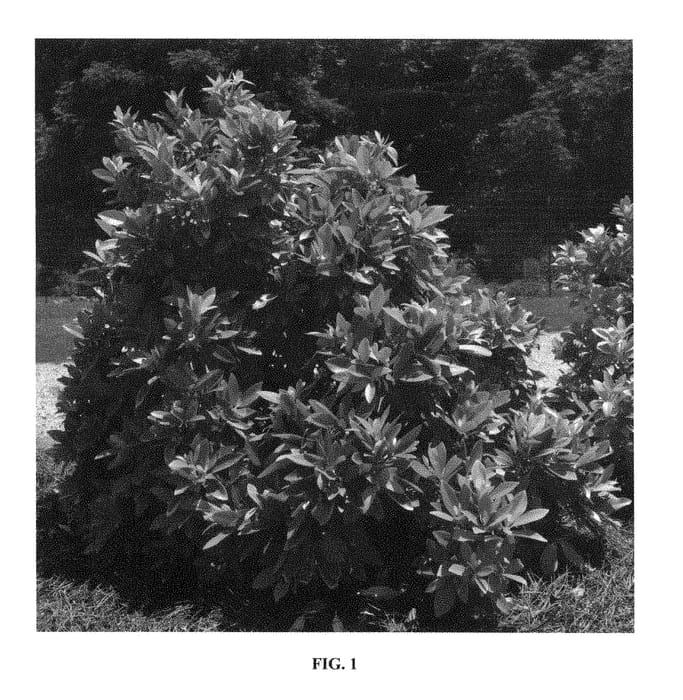 Figure 1 of US plant patent PP28887, the photograph of PIIIP-I printed in the patent.