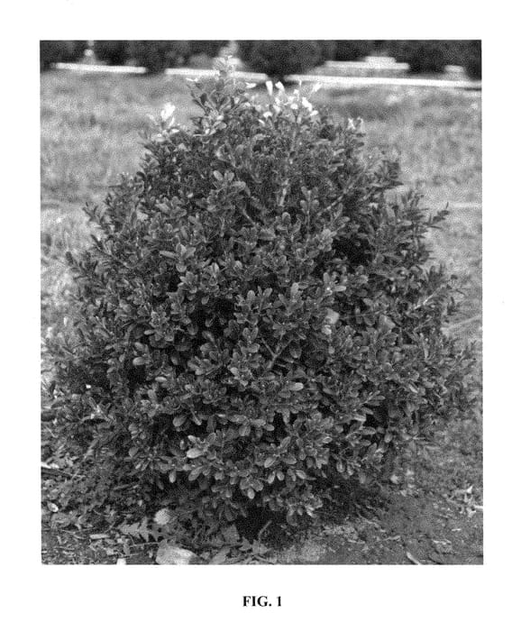Figure 1 of US plant patent PP28888, the photograph of SB 108 printed in the patent.