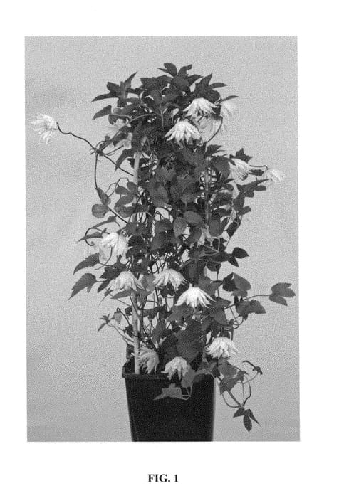 Figure 1 of US plant patent PP28889, the photograph of WIT141205 printed in the patent.