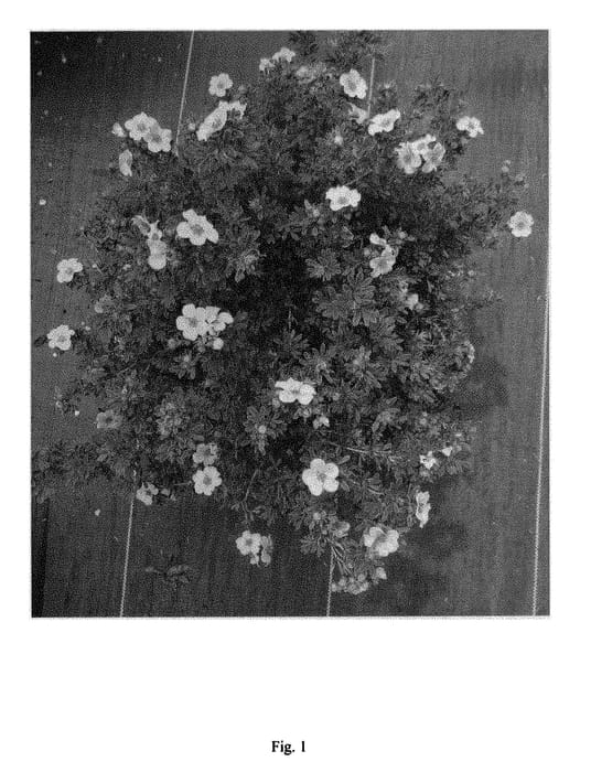 Figure 1 of US plant patent PP28890, the photograph of SMPFMY printed in the patent.