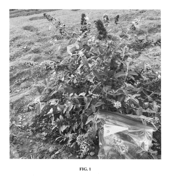 Figure 1 of US plant patent PP28891, the photograph of PPODARAS25 printed in the patent.