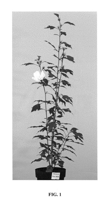 Figure 1 of US plant patent PP28892, the photograph of Gandini van Aart printed in the patent.