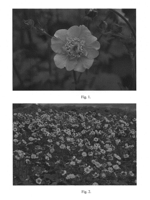 Figure 1 of US plant patent PP28893, the photograph of Citronge printed in the patent.