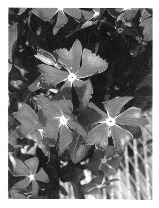 Figure 1 of US plant patent PP28894, the photograph of Suncatha 2243 printed in the patent.