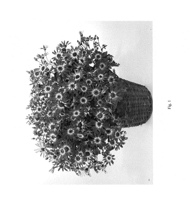 Figure 1 of US plant patent PP28895, the photograph of DPRIMBLUBR printed in the patent.